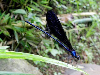 This shiny blue dragonfly belongs to the order Odonata, suborder Zygoptera, and family...