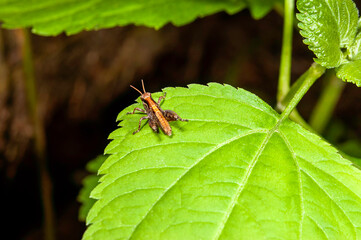 grasshopper on a leaf