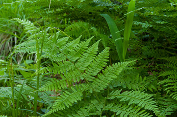 fern leaves in the forest