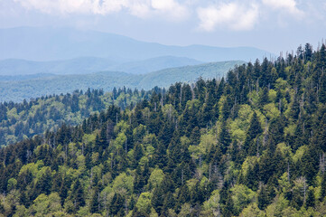 forest in the mountains
