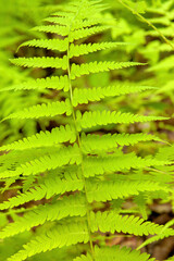 green fern leaves