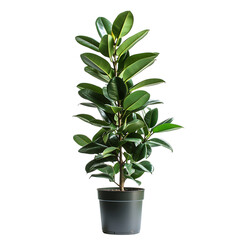 A Small Potted Plant with Green Leaves Isolated on Transparent Background