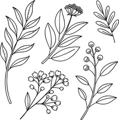Elegant Botanical Line Art Illustrations of Various Plant Stems and Leaves"