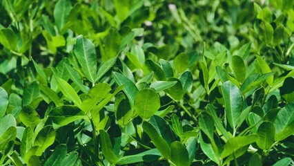 Peanut Plants Growing in the Garden Under the Summer Sun