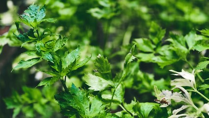 Fresh green celery leaves bathed in natural light, providing a natural impression and adding the beauty of the botanical garden