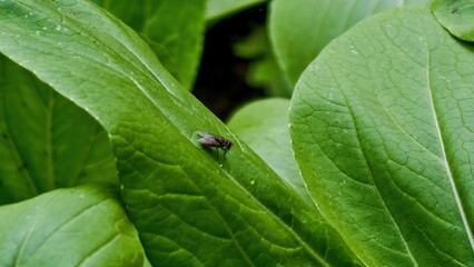 A small fly lands on a bright green mustard leaf in nature