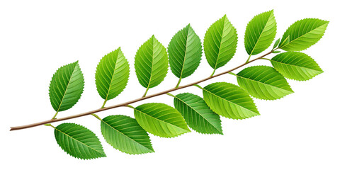 Naklejka premium Natural Elegance – Fresh Beech Leaves in Soft Spring Light