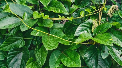 Lush green foliage and vines, a botanical garden setting for freshness