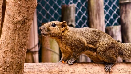 Close-up of a curious squirrel perched on a branch, captivated by its surroundings in a natural habitat