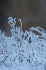 frost on the grass