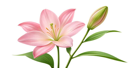 Blossoming Elegance: The Graceful Charm of a Pink Lily
