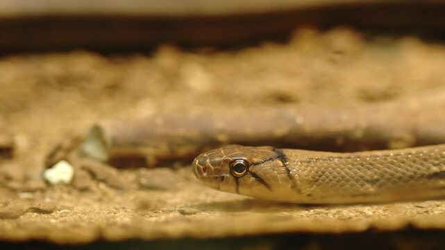Scary copperhead rat snake slithering on dirt