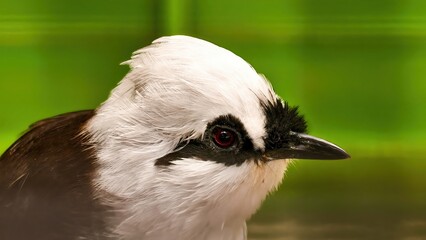 Close-up shot of a distinctive white-crested laughingthrush bird