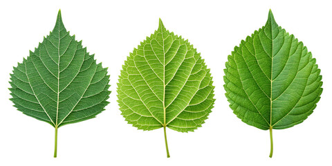 Nature's Detail: The Intricate Beauty of Green Leaves
