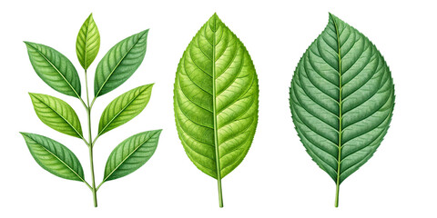 Nature's Detail: The Intricate Beauty of Green Leaves
