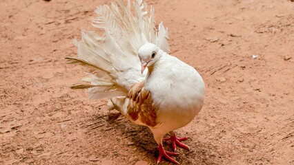 Captivating elegance, a stunning fantail pigeon showcasing pristine plumage