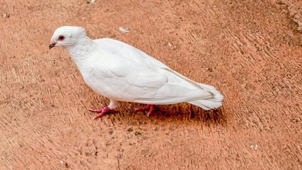 Elegant White Dove Standing Gracefully on a Textured Surface