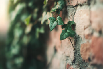Green Ivy Leaves Climbing Brick Wall in Soft Focus Sunset Lighting