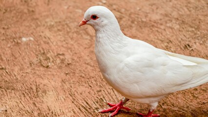 Elegant white dove standing gracefully on textured earth surface