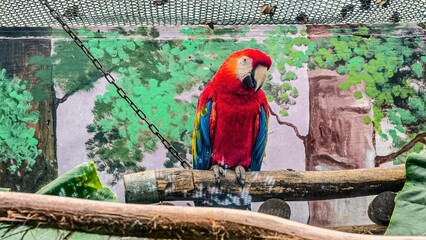 Vibrant scarlet macaw perched peacefully on a branch in an enclosure