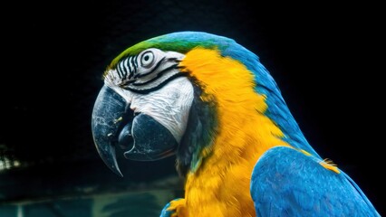 Close-up portrait of a vibrant blue and gold macaw with intense gaze