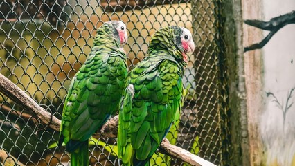 Captivating Pair of Cuban Amazons Perched on a Branch in Captivity