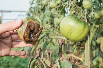 Female farmer showing diseased tomato close-up