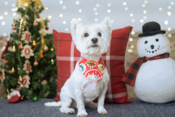 perro navidad sesion