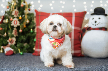 perro navidad sesion