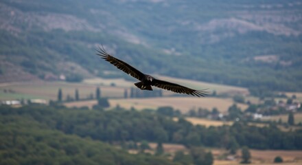 eagle in the mountains