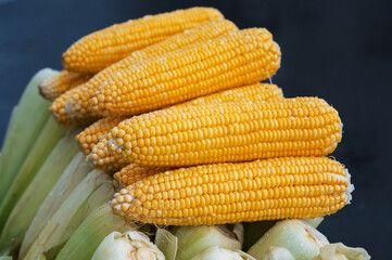 harvest of ripe sweet corn in close-up. Yellow corn cobs