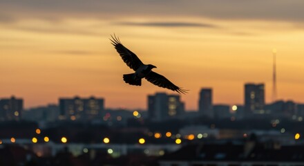 Crow Flying Over City Skyline at Sunset Silhouette Urban Landscape