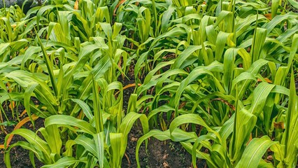 Lush Cornfield Canopy, A Vibrant Tapestry of Green Agriculture