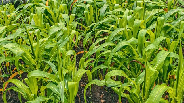 Lush Cornfield Canopy, A Vibrant Tapestry of Green Agriculture