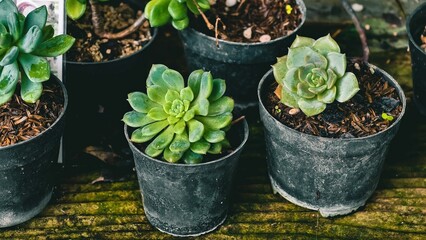 Close-up of green succulent plants in pots on a wooden surface showcasing botanical details and minimalist aesthetics