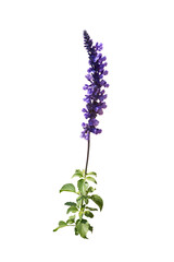 Purple flower branch isolated