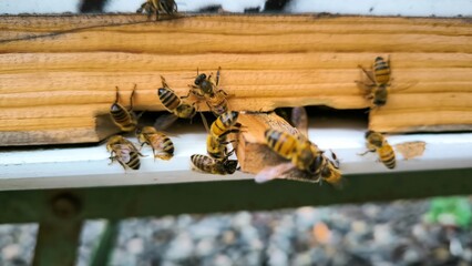 Busy Bees at the Hive Entrance, A Close-Up of Honeycomb Activity