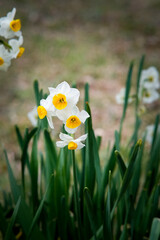 Naklejka premium Bunch-flowered daffodil in Osaka Park, Japan.