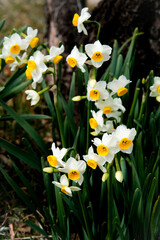 Fototapeta premium Bunch-flowered daffodil in Osaka Park, Japan.