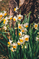 Obraz premium Bunch-flowered daffodil in Osaka Park, Japan.