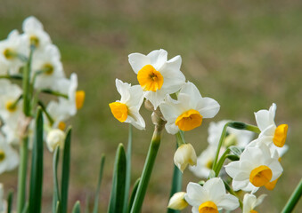 Bunch-flowered daffodil in Osaka Park, Japan.