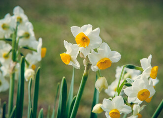 Bunch-flowered daffodil in Osaka Park, Japan.