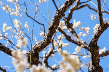 Plum blossoms in Osaka, Japan.