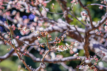 Plum blossoms in Osaka, Japan.