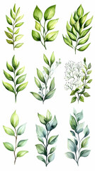 Fototapeta premium Watercolor green leaves botanical illustration, floral design, nature background, design elements