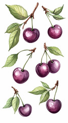 Watercolor illustration of cherries on branches; isolated on white; food design