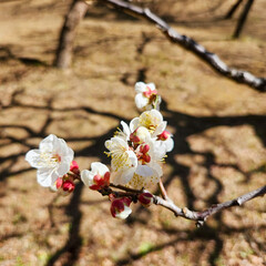 Plum blossoms in Osaka, Japan.