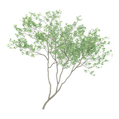 Obraz premium 3d illustration of Birch tree isolated on transparent Canvas