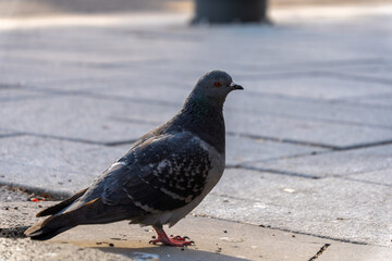 Street Pigeon in Motion