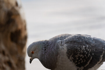 Street Pigeon in Motion